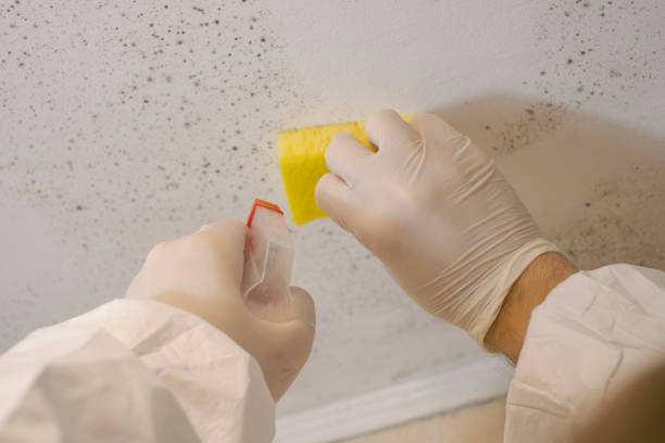 Best Asbestos and Lead Testing During Mold Inspection  in Forney, TX